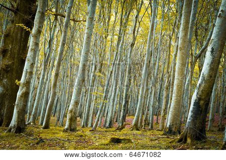 Beech  Forest