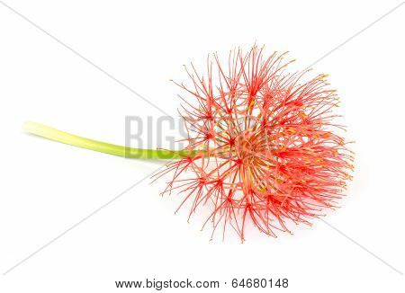 Powder Puff Lily Or Blood Flower .