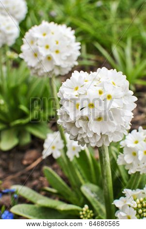 White Primrose Primula Denticulata Alba