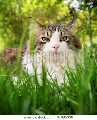 a pretty cat sitting in long grass