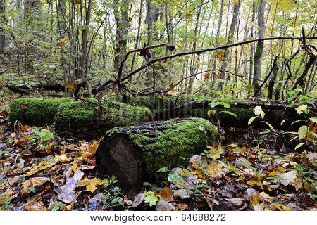 Old mossy logs in the forest