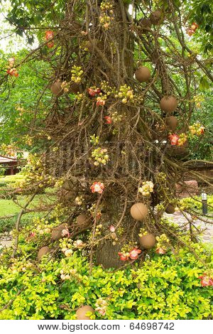 Salavan tree and flowers