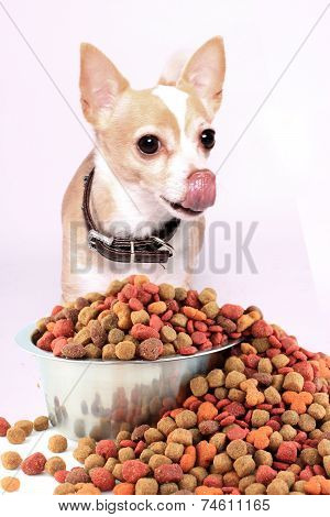 Chihuahua Licking His Lips And Nose