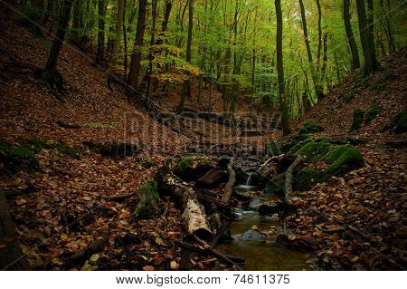 Season Forest And Creek