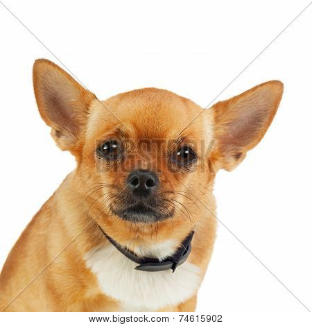 Chihuahua Dog In Anti Flea Collar Isolated On White Background.