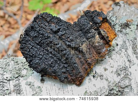 Medicinal Mushroom (inonotus Obliquus)