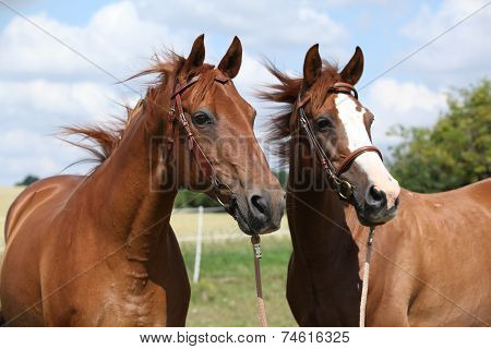 Two Chestnut Horses Standing Together