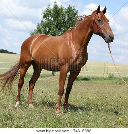 Nice Budyonny Horse Standing On Meadow