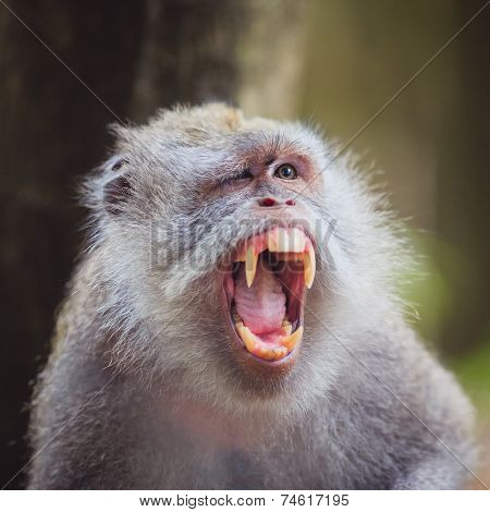 Evil monkey