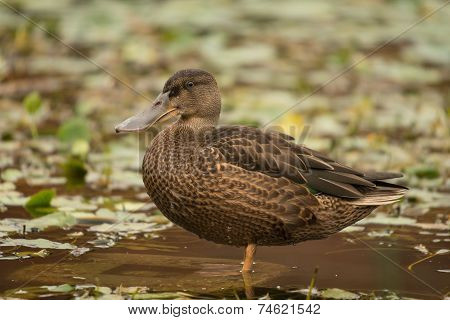 Shoveler