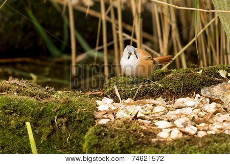 Bearded Tit