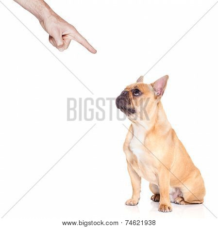 Dog And Owner