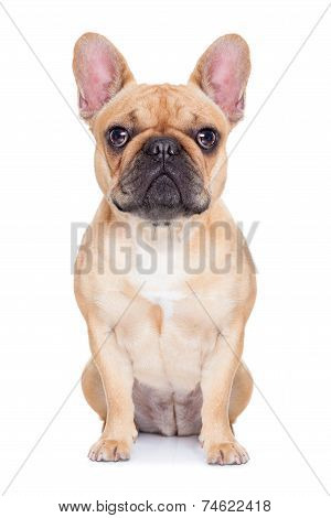 Fawn French Bulldog