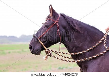 Face Of Brown Horse