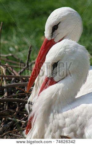 Two white storks