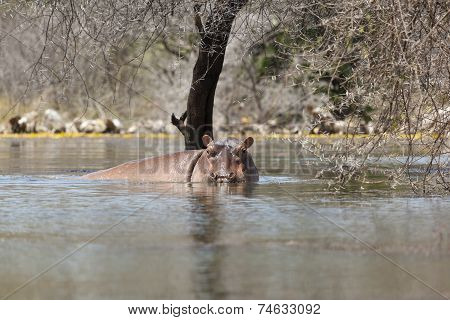 Hippo At Lake Baringo, Kenya
