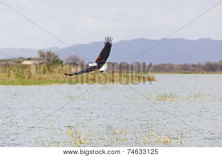 Fish Eagle At Lake Baringo, Kenya