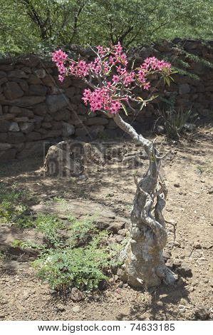Desert Rose In Kenya.