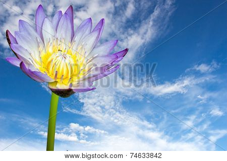 beautiful lotus flower on blue sky background