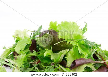Green and red leaf of lettuce.