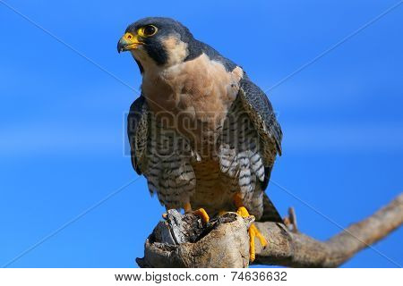 Peregrine Falcon Sitting On A Stick