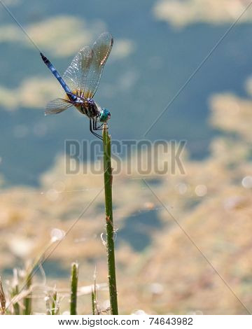 Common Green Darner Dragonfly