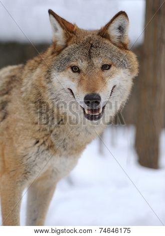 Gray Wolf