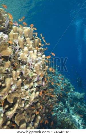 Barriera corallina e pesci rossi tropicali