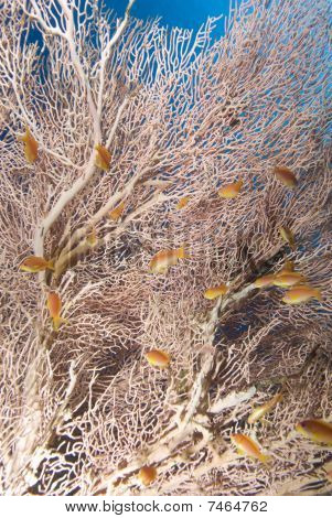 Giant Meeresfächer und golden anthias