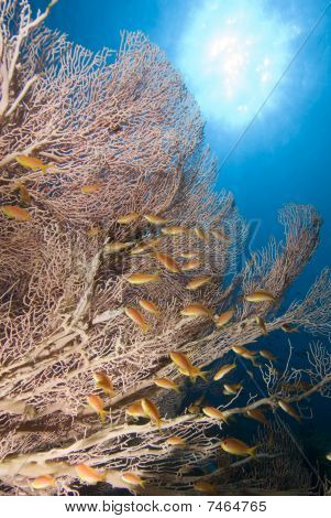 Giant Meeresfächer und golden anthias
