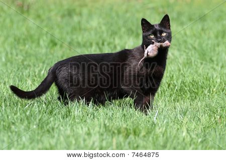 Gatto e topo