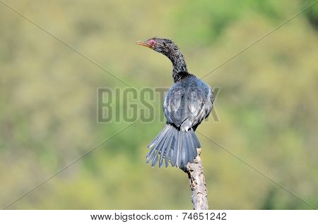 Reed Cormorant