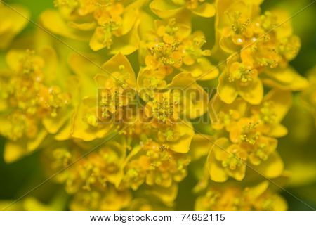 Euphorbia Palustris