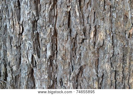 wood back ground