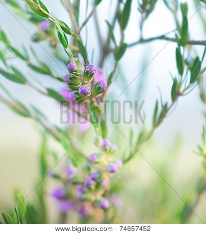Floral Spring Background