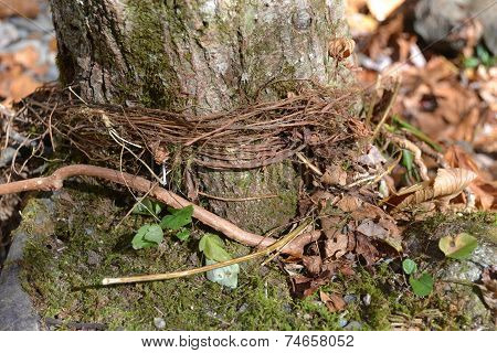 tree ruts