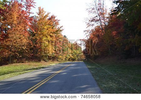 Road in the forest in autumn with orange leaves