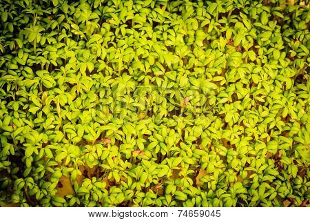 Close Up Of Garden Cress As Background