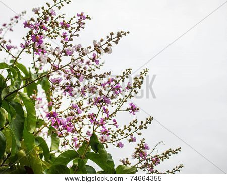 Flowers In The Garden