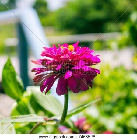 Pink Flowers