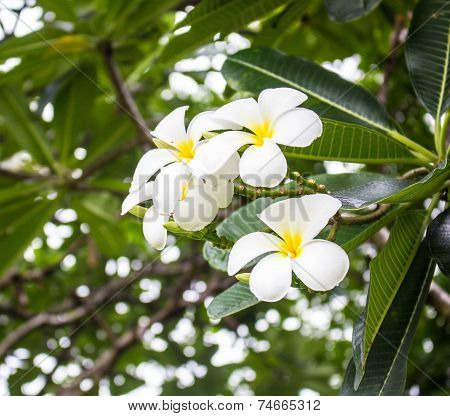 Plumeria