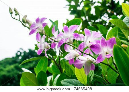 Purple Orchid