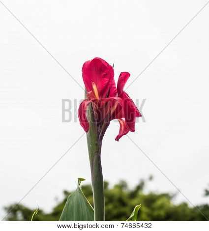 Red Flower