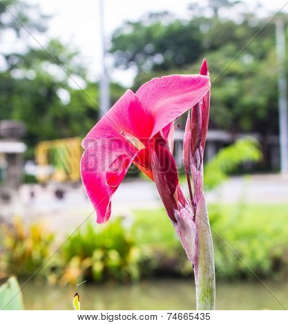 Red Flower