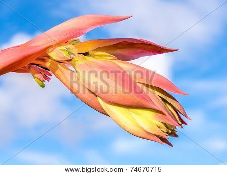Yucca