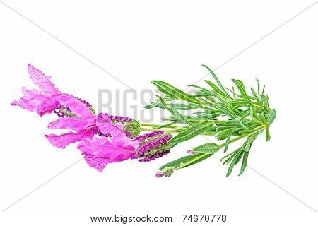 Lavender