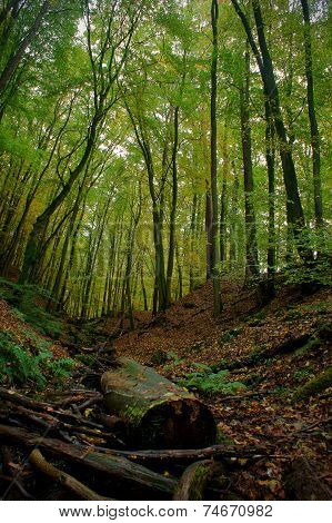 Season Forest