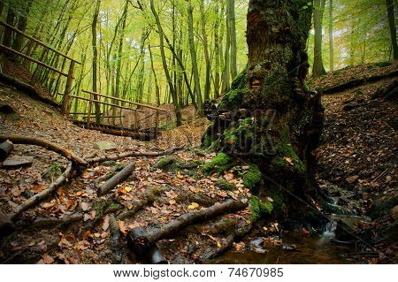 Season Forest Path And Creek