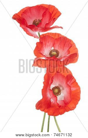 Poppy