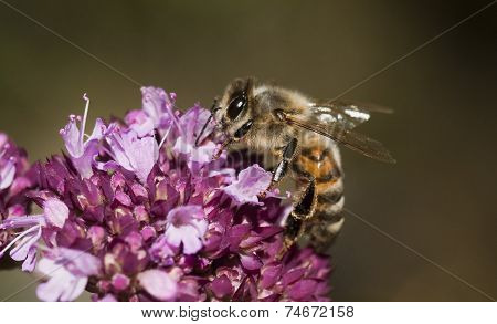 honey bee